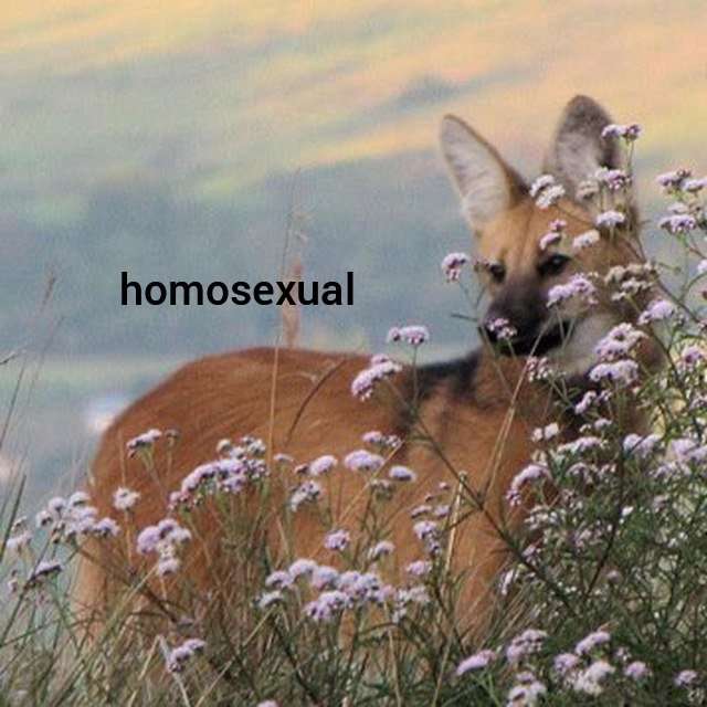 Picture of a maned wolf